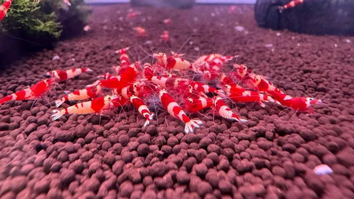 Bright Aqua Picture 4