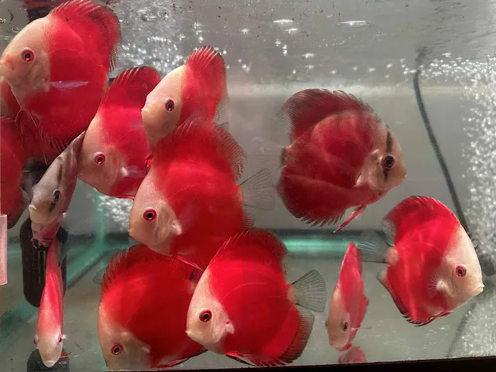 Bright Aqua Picture 7