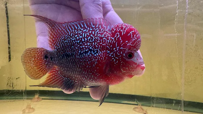 Bright Aquarium Picture 2