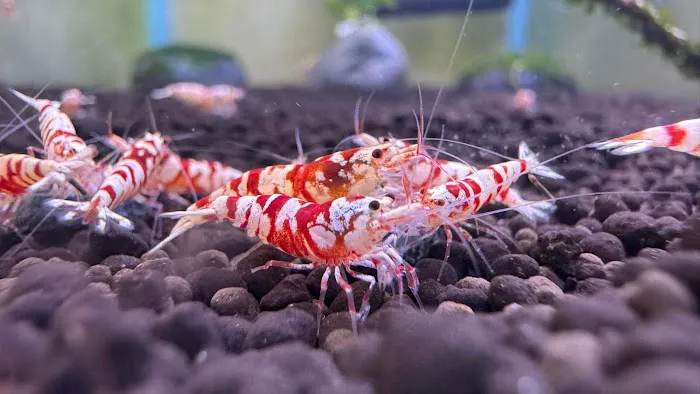 Bright Aquarium Picture 4