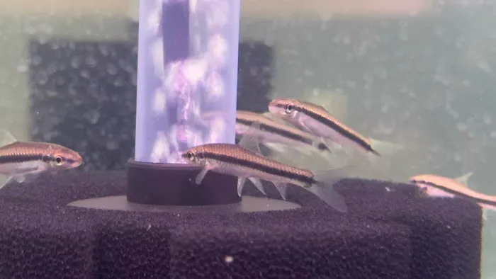 Bright Aquarium Picture 7