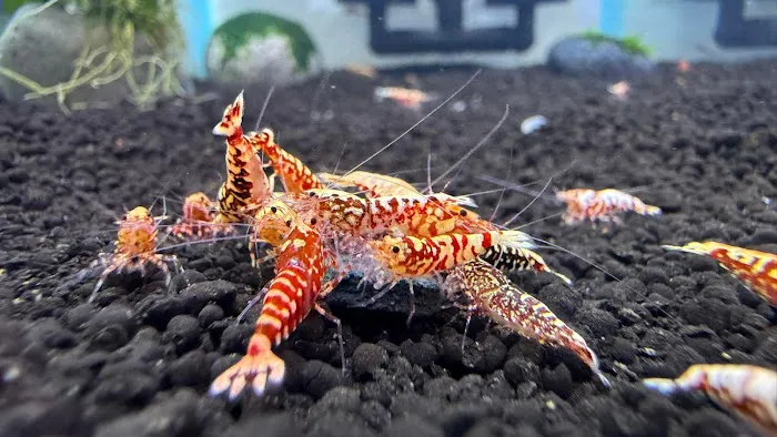 Bright Aquarium Picture 8