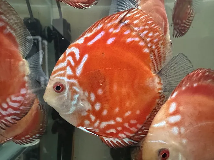 Bright Aquarium Picture 10