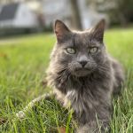 Parkway Veterinary Hospital