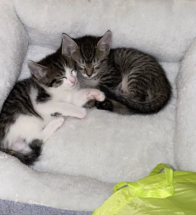 Vetco Total Care Animal Hospital Picture 4
