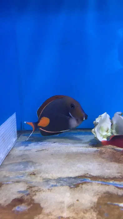 Aquatic Collection Picture 9