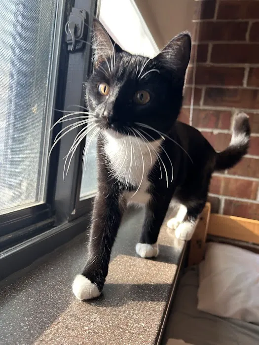 Community Veterinary Clinic Picture 2