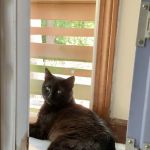 Community Veterinary Clinic