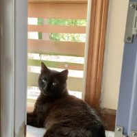 Community Veterinary Clinic ico