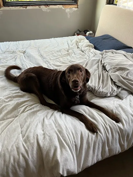 Community Veterinary Clinic Picture 4