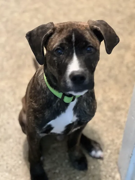 Community Veterinary Clinic Picture 6