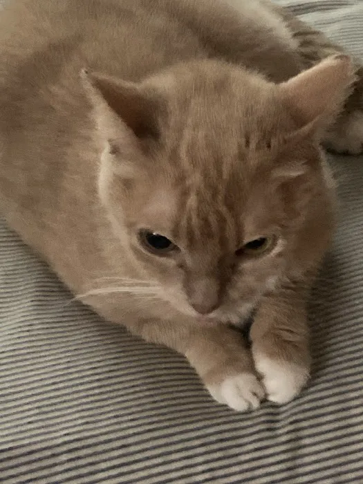 Community Veterinary Clinic Picture 7