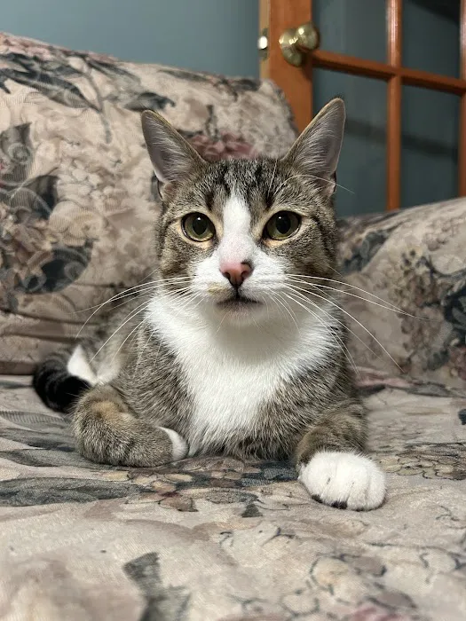 Veterinary Eye Center - Massachusetts Picture 1