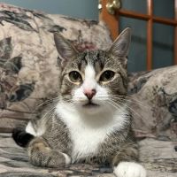 Veterinary Eye Center - Massachusetts ico