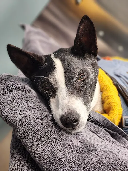 Veterinary Eye Center - Massachusetts Picture 2