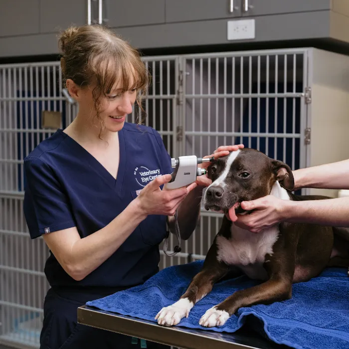 Veterinary Eye Center - Massachusetts Picture 3