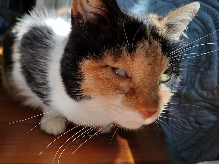 Veterinary Eye Center - Massachusetts Picture 5