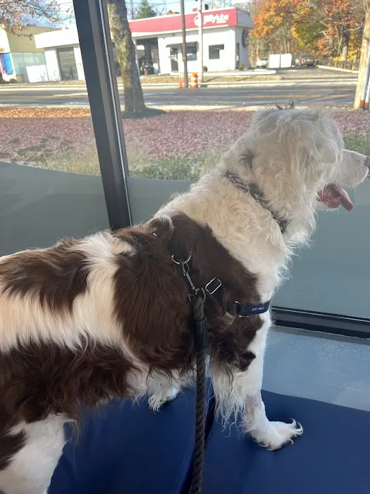 Veterinary Eye Center - Massachusetts Picture 4