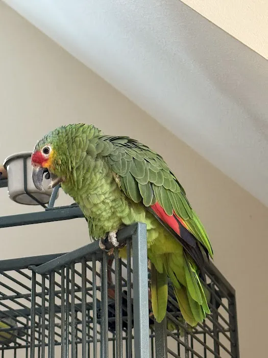 Veterinary Eye Center - Massachusetts Picture 7