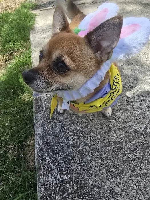 Veterinary Eye Center - Massachusetts Picture 8