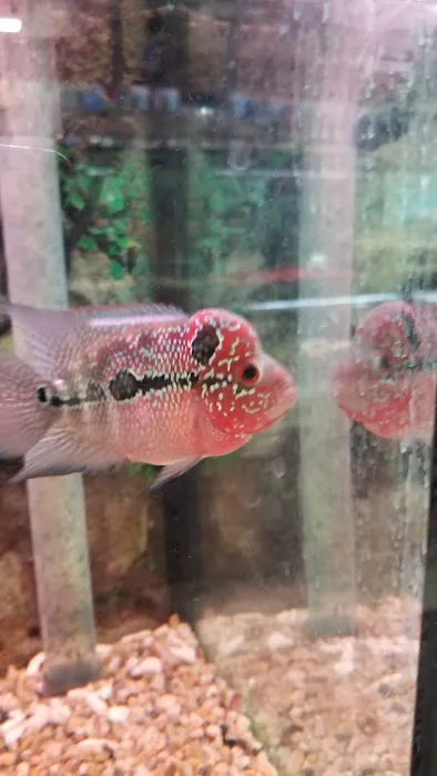 Superway Aquarium Picture 9