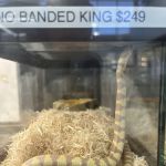 Reptile Room