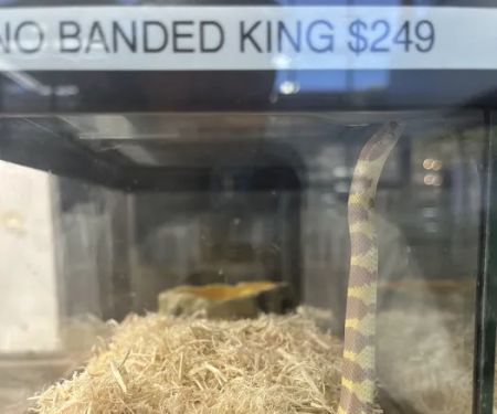 Reptile Room