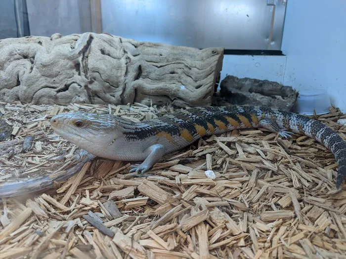 Reptile Room Picture 9