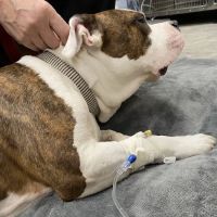 VEG ER for Pets ico