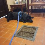 West Roxbury Animal Hospital