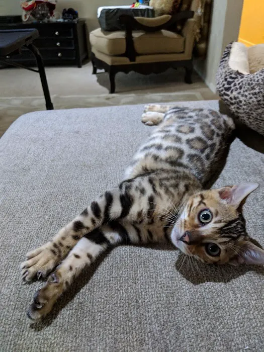 San Jose Bengal Cats Picture 2
