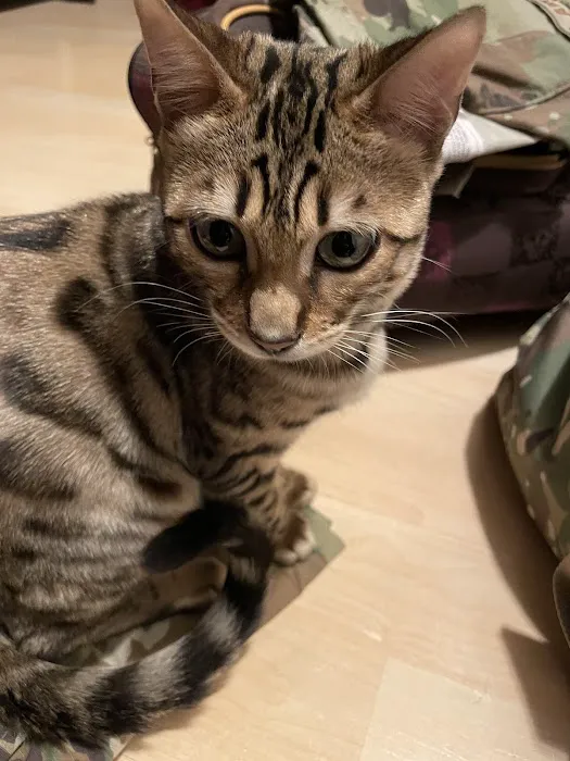 San Jose Bengal Cats Picture 3