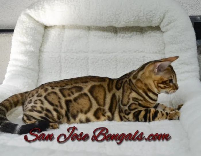 San Jose Bengal Cats Picture 1