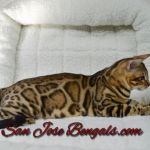 San Jose Bengal Cats
