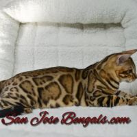 San Jose Bengal Cats ico