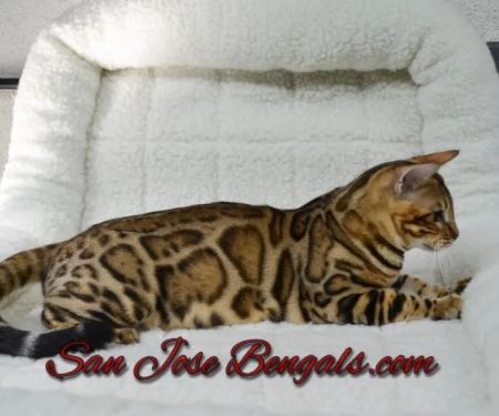 San Jose Bengal Cats