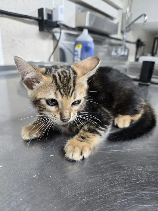 San Jose Bengal Cats Picture 6