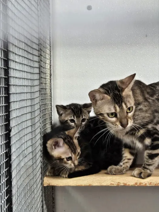 San Jose Bengal Cats Picture 7