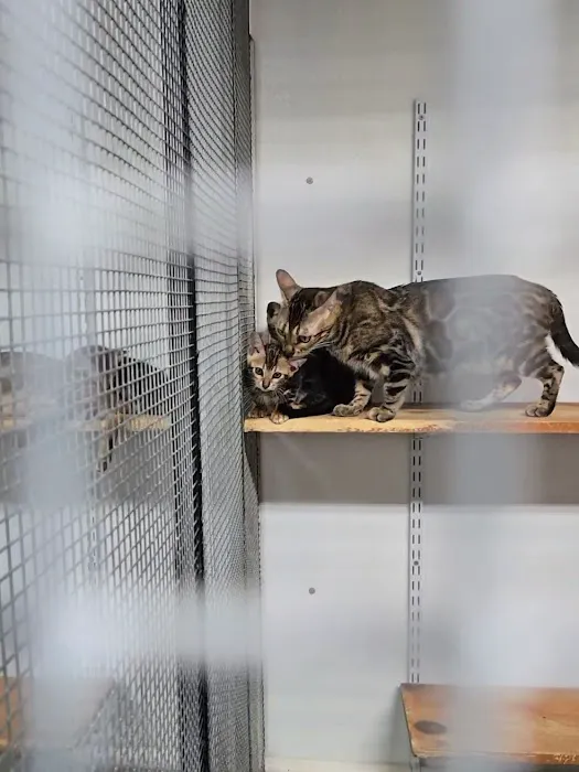 San Jose Bengal Cats Picture 5