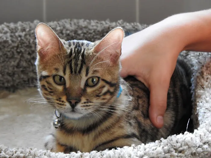 San Jose Bengal Cats Picture 9