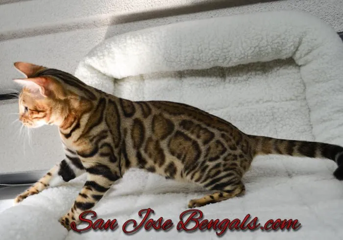 San Jose Bengal Cats Picture 10