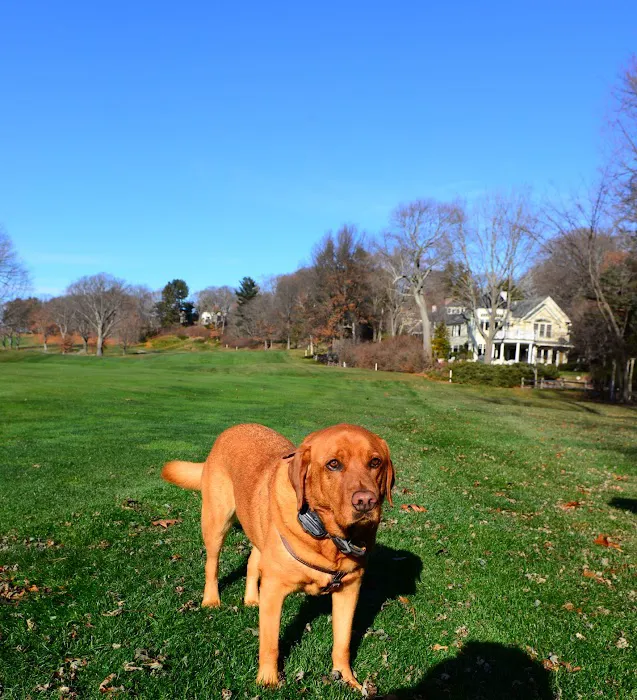 Weston Veterinary Clinic, A Thrive Pet Healthcare Partner Picture 1