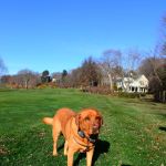 Weston Veterinary Clinic, A Thrive Pet Healthcare Partner