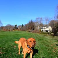 Weston Veterinary Clinic, A Thrive Pet Healthcare Partner ico