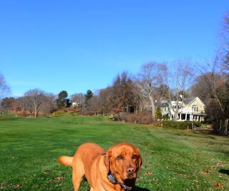 Weston Veterinary Clinic, A Thrive Pet Healthcare Partner