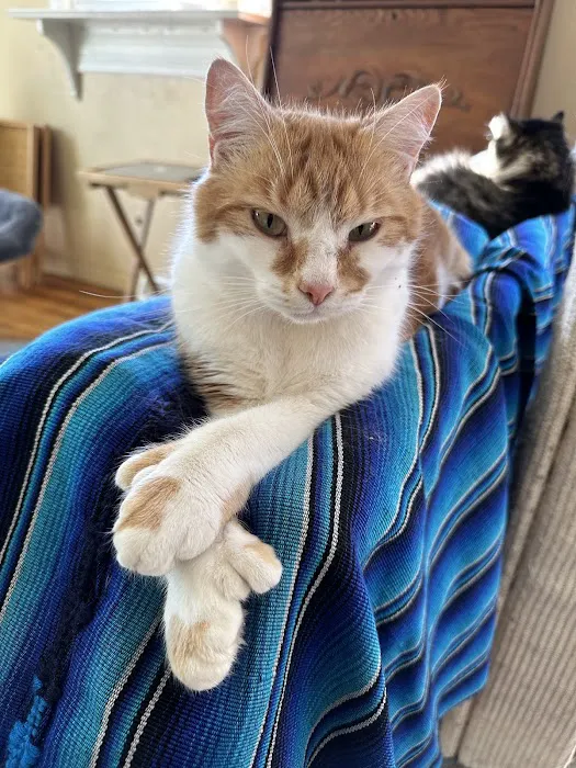 Weston Veterinary Clinic, A Thrive Pet Healthcare Partner Picture 3