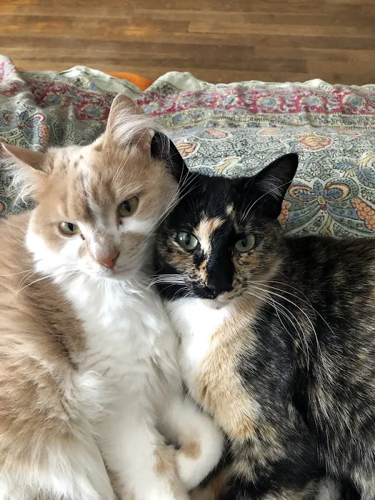 Weston Veterinary Clinic, A Thrive Pet Healthcare Partner Picture 2