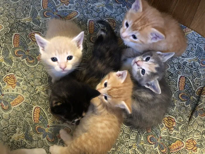 Weston Veterinary Clinic, A Thrive Pet Healthcare Partner Picture 6