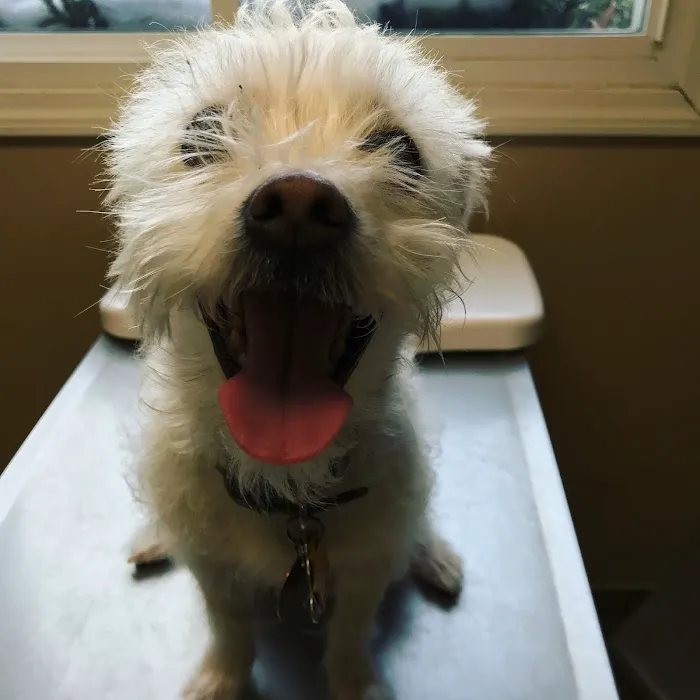 Weston Veterinary Clinic, A Thrive Pet Healthcare Partner Picture 8