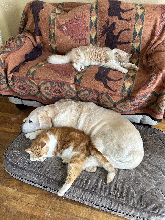 Weston Veterinary Clinic, A Thrive Pet Healthcare Partner Picture 7